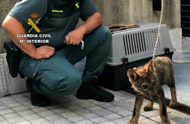 La Guardia Civil custodia al animal antes de su traslado al centro de recuperación para la fauna.
