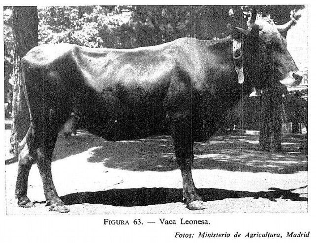 Imagen de archivo de la vaca de raza leonesa.